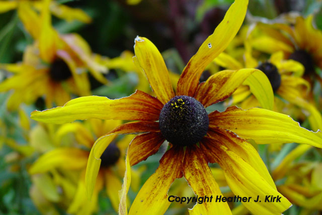 Black Eyed Susan for Lunch